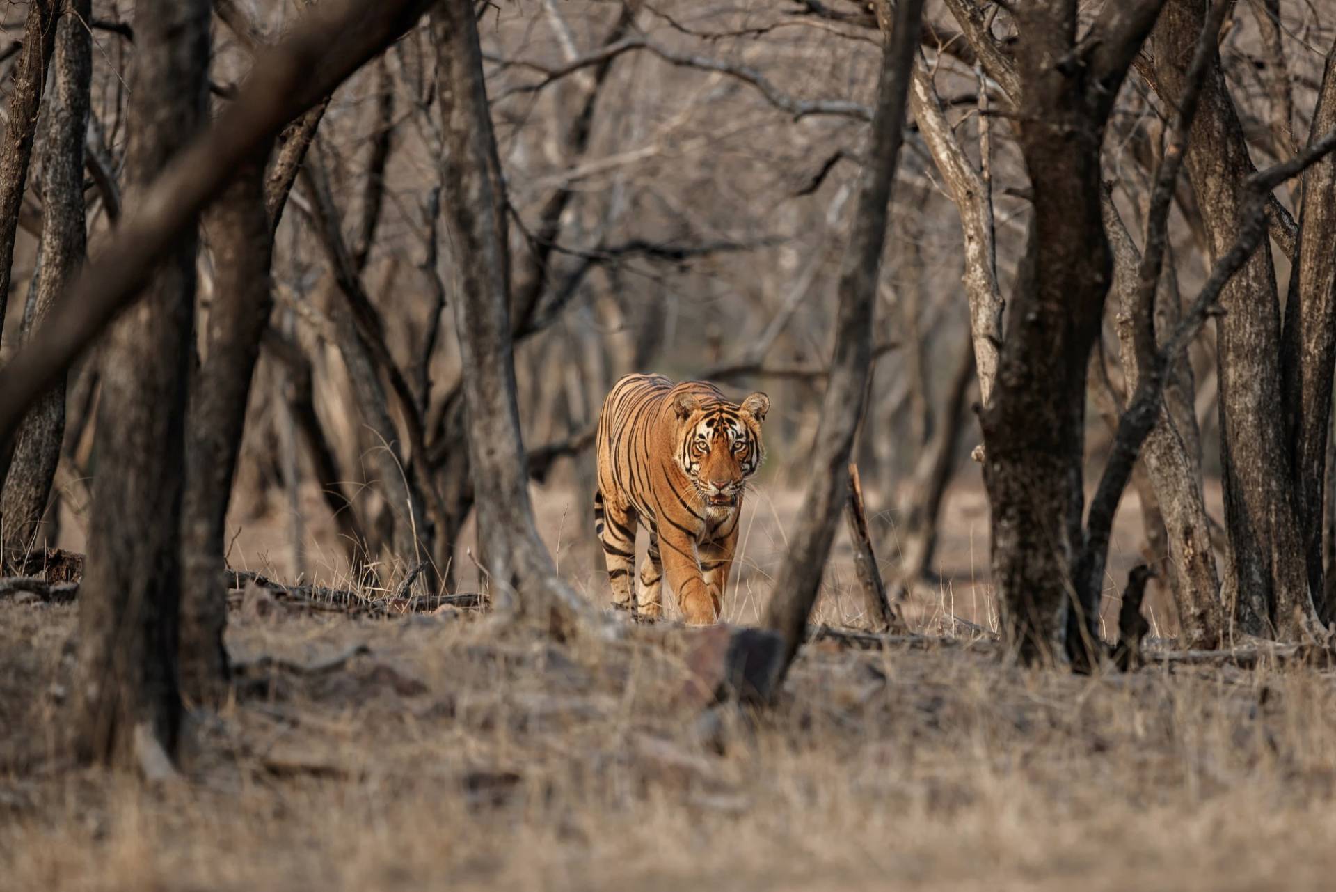 Lion Walking in forest