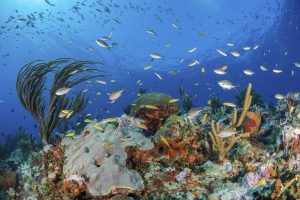 Reef life, Alacranes, Campeche, Mexico